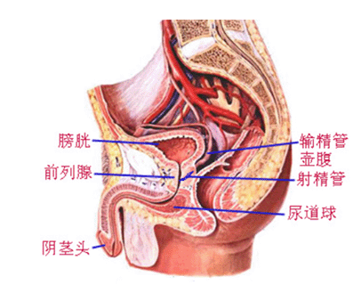 前列腺炎怎么办