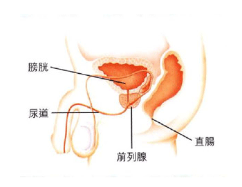 前列腺的作用