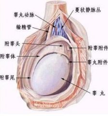 附睾炎